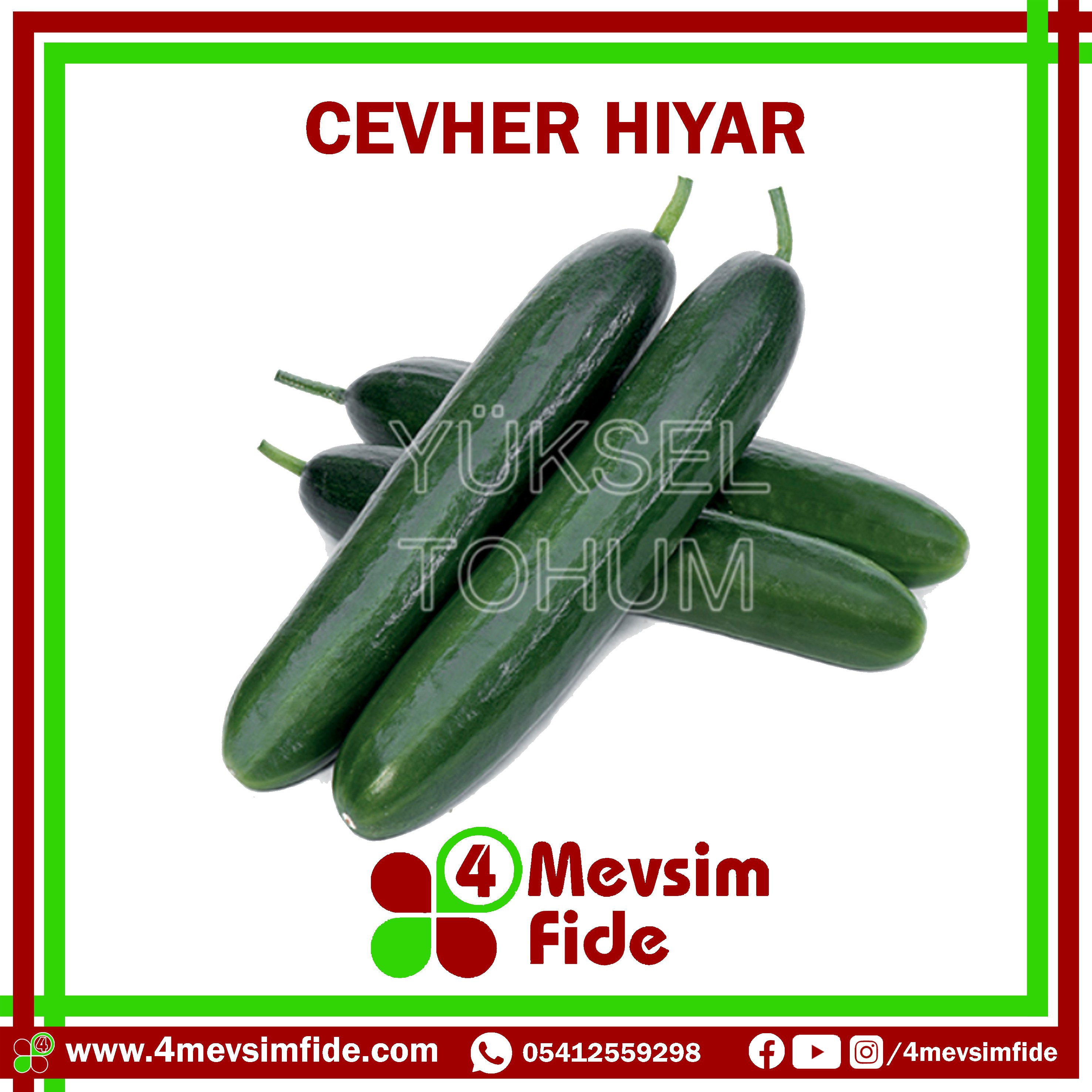 CEVHER BEİT ALPHA HIYAR FİDESİ